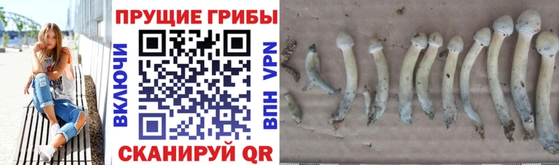 цены   Советск  мега ССЫЛКА  Псилоцибиновые грибы Psilocybine cubensis 